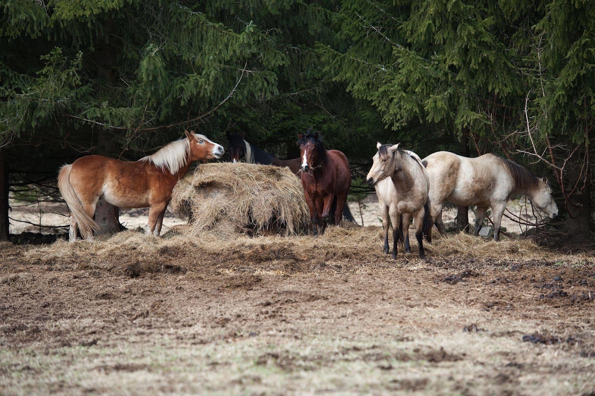 Penzion Farma U Mauritzu Stožec Dış mekan fotoğraf